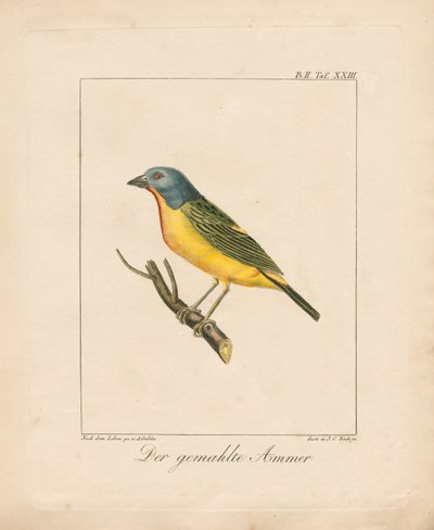 Malt vimplar (håndkolorert litografi) av Ambrosius Gabler