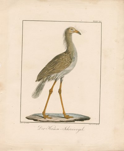 Den rødbeinte seriemaen (håndkolorert lito) av Ambrosius Gabler