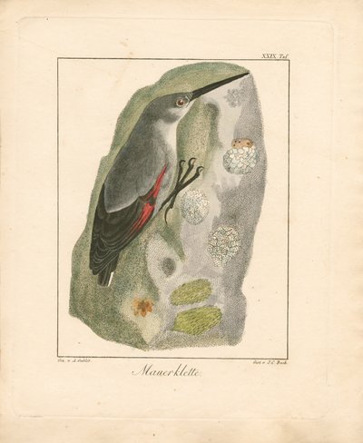 Wallcreeper (håndkolorert kobberstikk) av Ambrosius Gabler