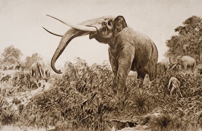 The Chatham Elephant, illustrasjon fra 