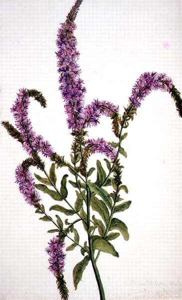 PD.128-1973f.11 Lilla piggpilsurt (Epilobium) 1787 (akvarell og gouache) av Amelia Fancourt