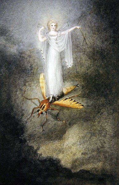 The Moth Fairy, ca. 1860 (akvarell, penn og svart blekk) av Amelia Jane Murray
