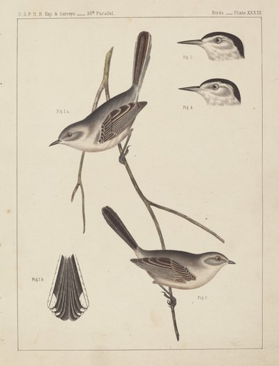 Fugler - U.S.P.R.R. Exp. & Surveys, 35. parallell av American 19th Century