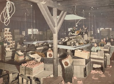 Orange Packing på Redlands av American 19th Century, Detroit Photographic Company
