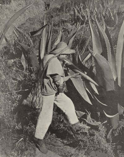 En meksikansk Pulque-samler (s/hvitt-bilde) av American Photographer (after)