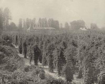 A Washington Hop Yard (s/hvitt bilde) av American Photographer (after)