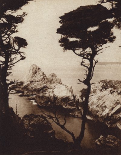 California: Monterey Cypress (s/hvitt bilde) av American Photographer (after)