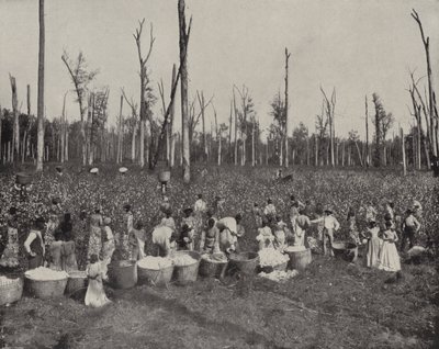 Bomullsplukking i Mississippi (s/hvitt bilde) av American Photographer (after)