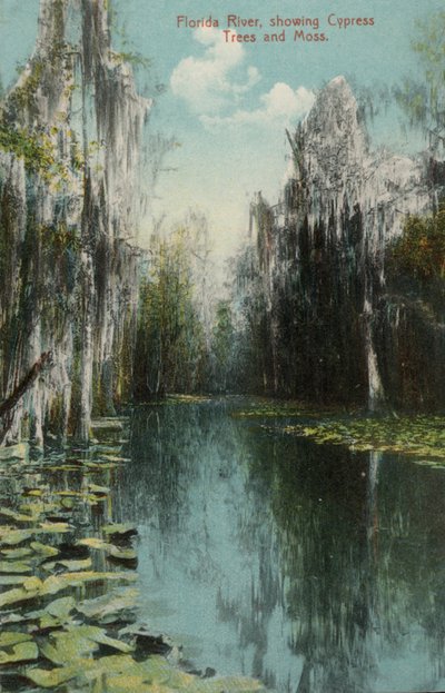 Florida River, som viser Cypress Trees and Moss (bilde) av American Photographer (after)