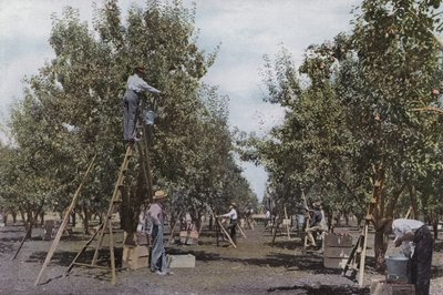Oregon: Plukk frukt i en frukthage i Rouge River Valley (bilde) av American Photographer (after)
