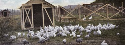 Oregon: Fjærkreoppdrett (bilde) av American Photographer (after)