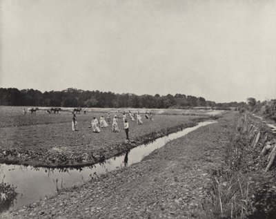 Plante ris i North Carolina (s/hvitt bilde) av American Photographer (after)