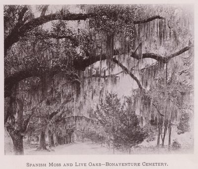 Spanish Moss and Live Oaks, Bonaventure Cemetery (s/hvitt-bilde) av American Photographer (after)