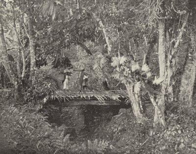 Tropisk scene i delstaten Vera Cruz, Mexico (s/hv-bilde) av American Photographer (after)
