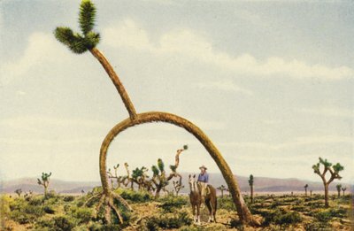  av American Photographer