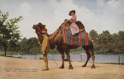 Ridende kamel, New York Zoological Park (bilde) av American Photographer
