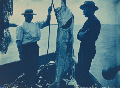 quot;Tarpon eller sølvkongequot;, 29. oktober av American Photographer