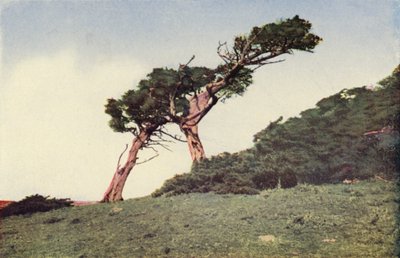  av American Photographer