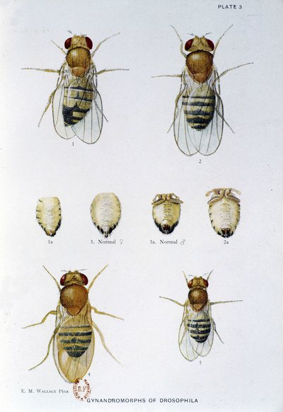 Abeilles - i "" Bidrag til genetikken til drosophila melanogaster"", Thomas H. Morgan av American School
