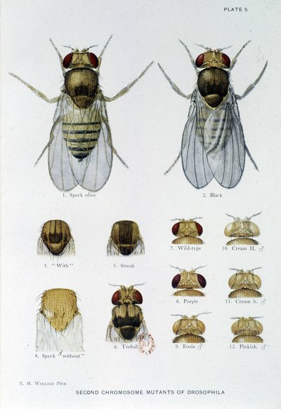 Abeilles - i "" Bidrag til genetikken til drosophila melanogaster"", Thomas H. Morgan av American School