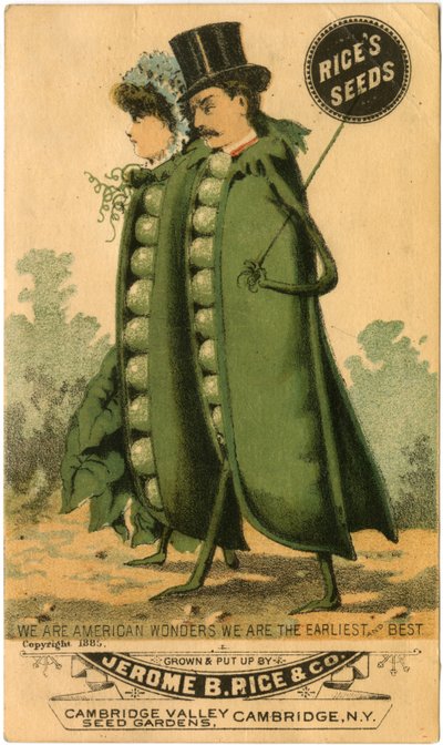 Annonse for Rice's Seeds (farge litho) (recto of 3601175) av American School