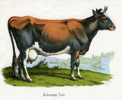 Alderney Cow, fra The Natural History of Animals av American School