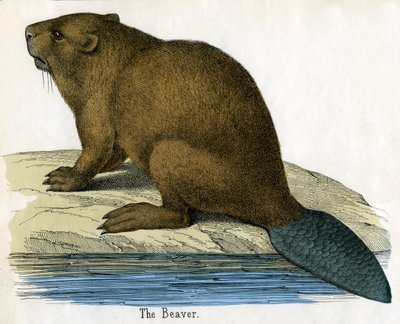 Antikt trykk av en bever av American School