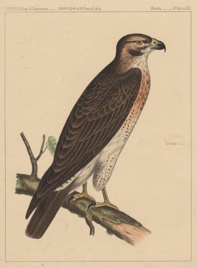 Fugler, plate XII, 1855 av American School
