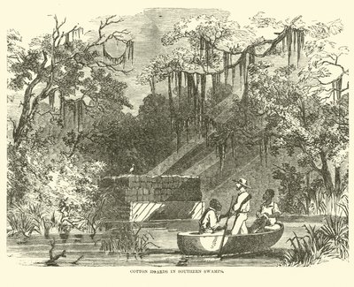 Bomullsskatter i Southern Swamps, juli 1862 av American School