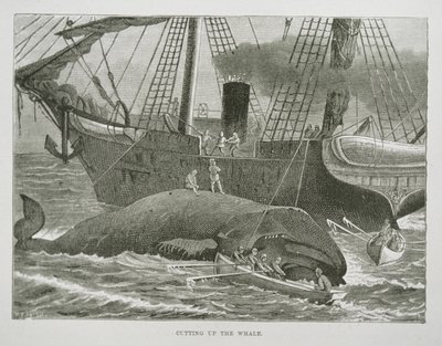 Cutting up the Whale, fra The American Whale Fishery, ca. 1850 (gravering) av American School