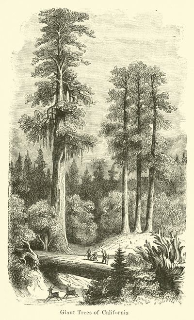 Giant Trees of California av American School