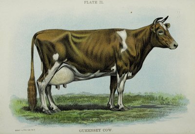 Guernsey Cow, fra 