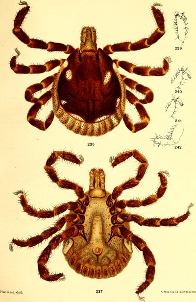 Mann Ablyomma Americanum, illustrasjon fra "Cattle ticks (Ixodoidea) of the United States" av DE Salmon og Charles Wardell av American School