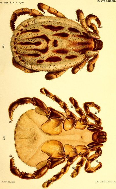 Hann Dermacentor reticulatus, illustrasjon fra "Cattle ticks (Ixodoidea) of the United States" av American School