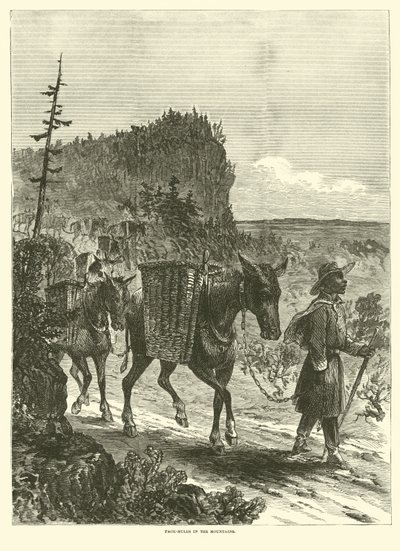 Pakkemuldyr i fjellet, februar 1863 av American School
