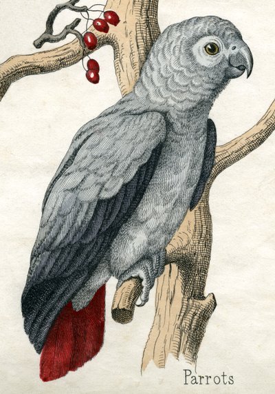 Parrot, fra The Natural History of Animals av American School