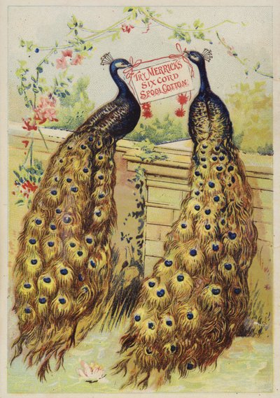 Påfugler Sitter På Veggen av American School