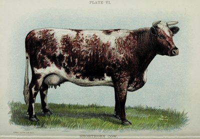 Shorthorn cow, fra "Biggle Cow Book" av Jacob Biggle, 1898 av American School
