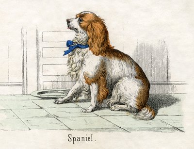 Spaniel, fra The Natural History of Animals av American School