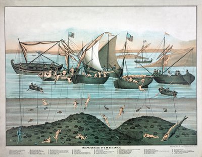 Svampefiske, utgitt 1897 (fargelitografi) av American School