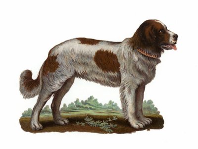 St Bernard hund av American School