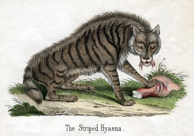 Stripet hyene, fra The Natural History of Animals av American School