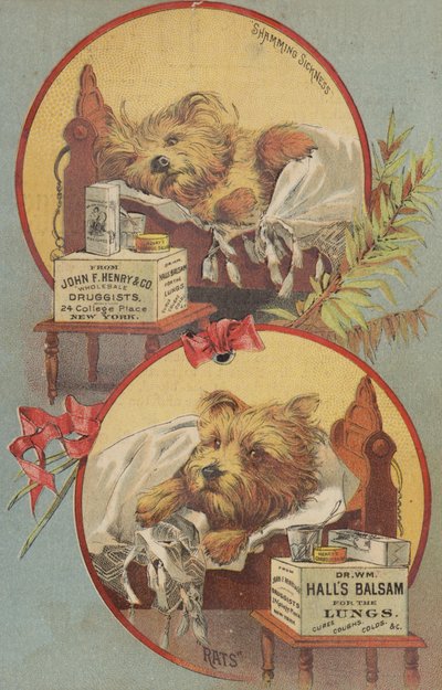 Terrierhund i seng av American School