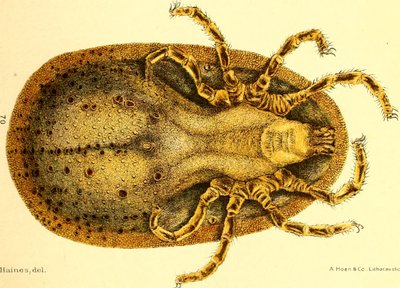 Ventral utsikt over Argus Miniatus, illustrasjon fra "Cattle ticks (Ixodoidea) of the United States" av D. E. Salmon og Charles Wardell av American School