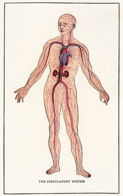 Vintage anatomisk trykk av det menneskelige sirkulasjonssystemet av American School