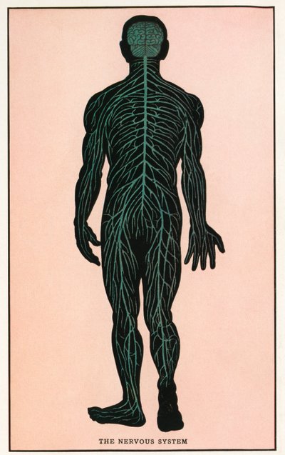 Vintage anatomisk trykk av det menneskelige nervesystemet  av American School