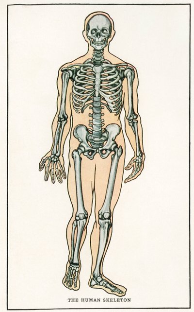 Vintage anatomisk trykk av menneskeskjelettet av American School