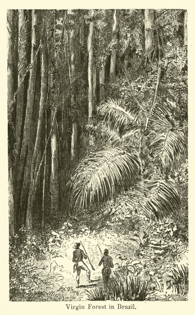Virgin Forest i Brasil av American School