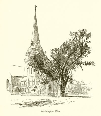 Washington Elm, Cambridge av American School