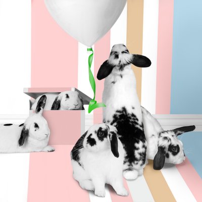 Kaniner 01, 2018 (fotografering) av Ana Carolina Tavares Mizrahi